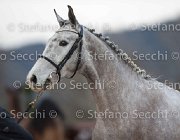 Cadoro Tosc Tour2013- S5 1619 : Arezzo, Cadoro, Cavalli d'Italia, Toscana Tour 2013, foto di Stefano Secchi ©